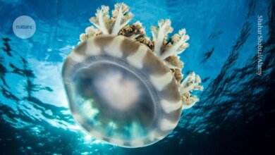 تنام قناديل البحر مثل البشر على الرغم من عدم امتلاكها لأدمغة