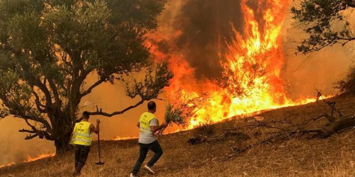 الجزائر تعلن عن ارتفاع حصيلة الوفيات إلى 34 جرّاء الحرائق - صورة مميزة صورة مميزة: الجزائر تعلن عن ارتفاع حصيلة الوفيات إلى 34 جرّاء الحرائق